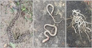 ৩২টি বাচ্চাসহ পুকুরের পাশে মিলল বিষধর রাসেলস ভাইপার